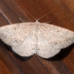 Taxeotis perlinearia (Spring Taxeotis) at Rosedale, NSW - 31 Aug 2019 by jb2602