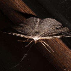 Taxeotis perlinearia at Rosedale, NSW - 31 Aug 2019 10:38 PM