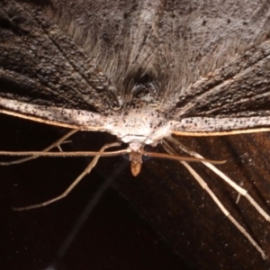 Taxeotis perlinearia at Rosedale, NSW - 31 Aug 2019 10:38 PM