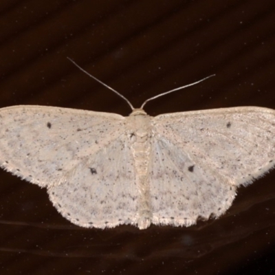 Scopula optivata (Varied Wave) at Rosedale, NSW - 31 Aug 2019 by jb2602