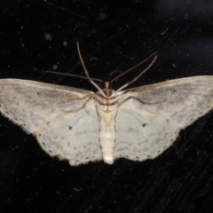 Scopula optivata at Rosedale, NSW - 31 Aug 2019 09:22 PM