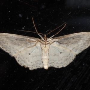 Scopula optivata at Rosedale, NSW - 31 Aug 2019