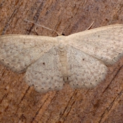 Scopula optivata at Rosedale, NSW - 31 Aug 2019