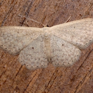 Scopula optivata at Rosedale, NSW - 31 Aug 2019 09:22 PM