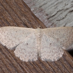 Scopula optivata at Rosedale, NSW - 31 Aug 2019 09:22 PM