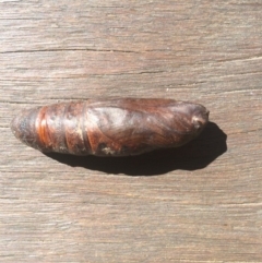 Lepidoptera unclassified IMMATURE (caterpillar or pupa or cocoon) at Wallagoot, NSW - 7 Sep 2019 by tnsm