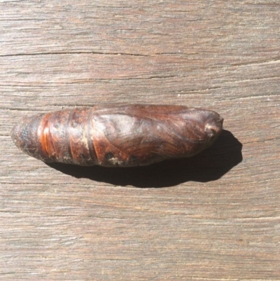 Lepidoptera unclassified IMMATURE (caterpillar or pupa or cocoon) at Wallagoot, NSW - 7 Sep 2019 by tnsm