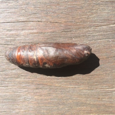 Unidentified Insect at Bournda Environment Education Centre - 7 Sep 2019 by tnsm