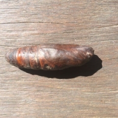 Unidentified Insect (TBC) at Bournda Environment Education Centre - 7 Sep 2019 by tnsm
