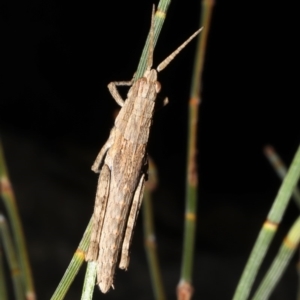 Coryphistes ruricola at Rosedale, NSW - 31 Aug 2019