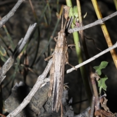 Coryphistes ruricola at Rosedale, NSW - 31 Aug 2019 10:04 PM