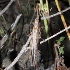 Coryphistes ruricola at Rosedale, NSW - 31 Aug 2019