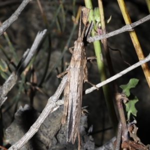 Coryphistes ruricola at Rosedale, NSW - 31 Aug 2019