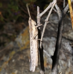 Coryphistes ruricola at Rosedale, NSW - 31 Aug 2019 10:04 PM