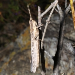 Coryphistes ruricola at Rosedale, NSW - 31 Aug 2019