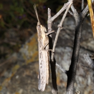 Coryphistes ruricola at Rosedale, NSW - 31 Aug 2019