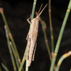 Coryphistes ruricola at Rosedale, NSW - 31 Aug 2019 10:04 PM