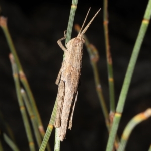 Coryphistes ruricola at Rosedale, NSW - 31 Aug 2019