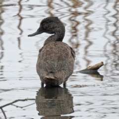 Stictonetta naevosa (Freckled Duck) at Jerrabomberra Wetlands - 6 Sep 2019 by RodDeb