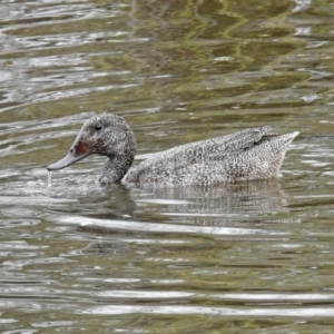 Stictonetta naevosa at Fyshwick, ACT - 6 Sep 2019