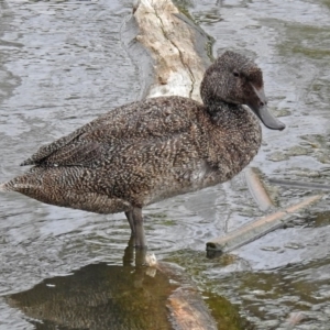 Stictonetta naevosa at Fyshwick, ACT - 6 Sep 2019