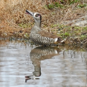 Malacorhynchus membranaceus at Fyshwick, ACT - 6 Sep 2019