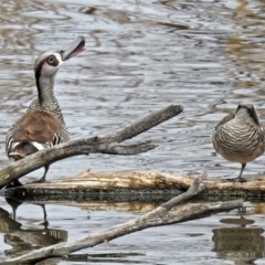 Malacorhynchus membranaceus at Fyshwick, ACT - 6 Sep 2019