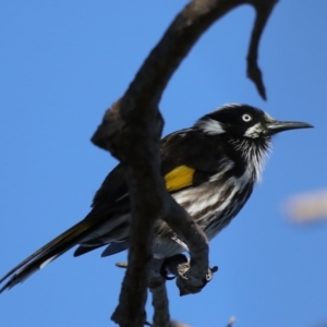 Phylidonyris novaehollandiae at Broulee, NSW - 31 Aug 2019 04:54 PM