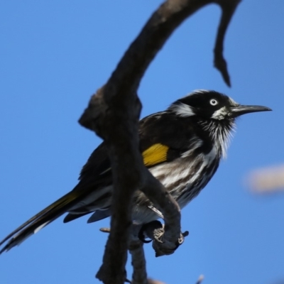 Phylidonyris novaehollandiae (New Holland Honeyeater) at Broulee Moruya Nature Observation Area - 31 Aug 2019 by jb2602