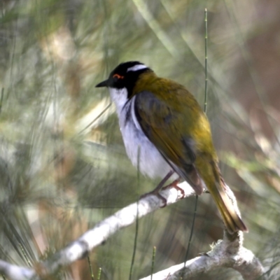 Melithreptus lunatus (White-naped Honeyeater) at Broulee Moruya Nature Observation Area - 31 Aug 2019 by jb2602