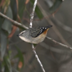 Pardalotus punctatus (Spotted Pardalote) at Broulee Moruya Nature Observation Area - 31 Aug 2019 by jb2602