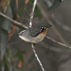 Pardalotus punctatus (Spotted Pardalote) at Broulee, NSW - 31 Aug 2019 by jb2602
