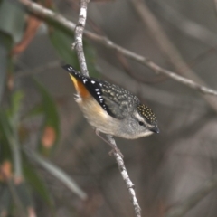 Pardalotus punctatus at Broulee, NSW - 31 Aug 2019 11:59 AM
