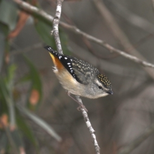Pardalotus punctatus at Broulee, NSW - 31 Aug 2019