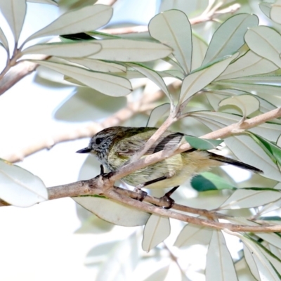 Acanthiza lineata (Striated Thornbill) at Broulee, NSW - 31 Aug 2019 by jb2602
