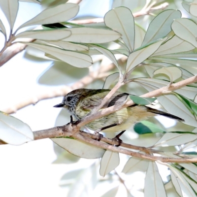 Acanthiza lineata (Striated Thornbill) at Broulee Moruya Nature Observation Area - 31 Aug 2019 by jb2602