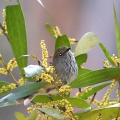 Acanthiza pusilla (Brown Thornbill) at Broulee Moruya Nature Observation Area - 31 Aug 2019 by jb2602
