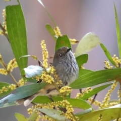 Acanthiza pusilla (Brown Thornbill) at Broulee Moruya Nature Observation Area - 31 Aug 2019 by jbromilow50