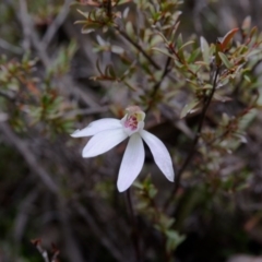 Caladenia fuscata (Dusky Fingers) at Hackett, ACT - 7 Sep 2019 by RobertD