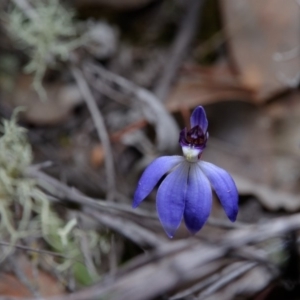 Cyanicula caerulea at Hackett, ACT - suppressed