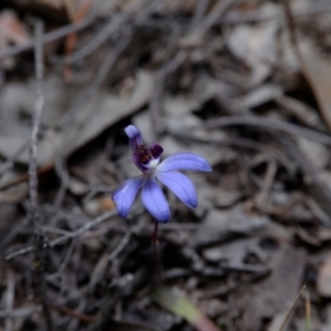 Cyanicula caerulea at Hackett, ACT - suppressed