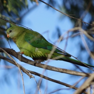Polytelis swainsonii (Superb Parrot) at Red Hill to Yarralumla Creek - 7 Sep 2019 by LisaH