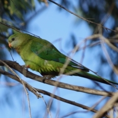 Polytelis swainsonii (Superb Parrot) at Hughes Grassy Woodland - 7 Sep 2019 by LisaH