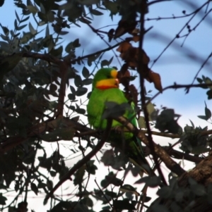 Polytelis swainsonii at Hughes, ACT - 7 Sep 2019