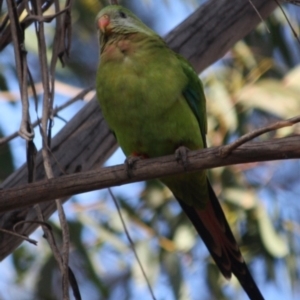 Polytelis swainsonii at Hughes, ACT - 7 Sep 2019