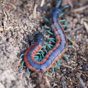 Scolopendra laeta at Gordon, ACT - 7 Sep 2019 11:30 AM