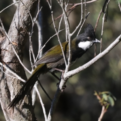 Psophodes olivaceus (Eastern Whipbird) at Guerilla Bay, NSW - 31 Aug 2019 by jbromilow50