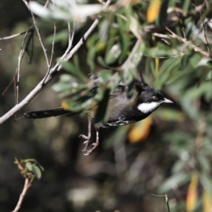 Psophodes olivaceus at Guerilla Bay, NSW - 31 Aug 2019 03:49 PM