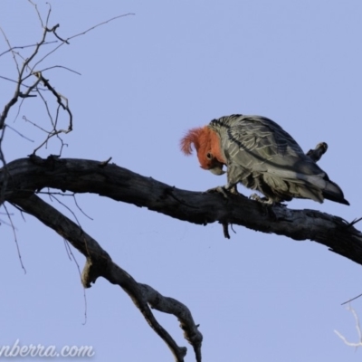 Callocephalon fimbriatum (Gang-gang Cockatoo) at Hughes, ACT - 25 Aug 2019 by BIrdsinCanberra