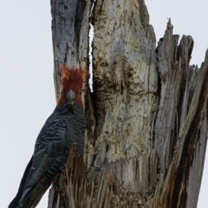 Callocephalon fimbriatum at Hughes, ACT - 25 Aug 2019